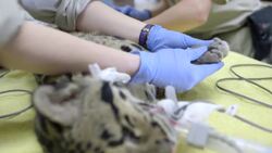 A Clouded Leopard Receives its Quarantine Exam Instructional Video