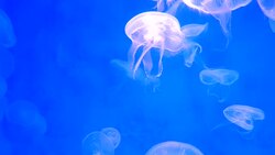 Close-up Jellyfish, Medusa in fish tank with neon light. Stock Footage