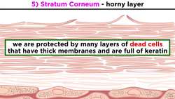 The Integumentary System Instructional Video