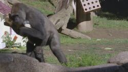The First of Many! Joanna The Baby Gorilla Has an Amazing 1st Birthday Instructional Video