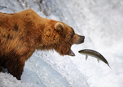 Omnivore Instructional Video