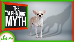 No, Your Dog Doesn't Think You're the "Alpha" Instructional Video
