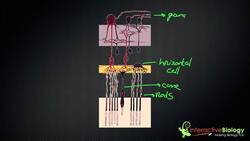 034 How Lateral Inhibition enhances Visual Edges Instructional Video