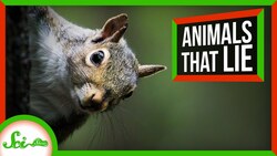 7 Animals That Can't Be Trusted Instructional Video
