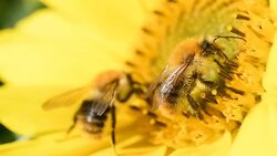 Bee foraging on a sunflower. Macro slow motion close up clip. Stock Footage