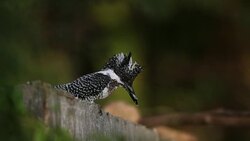 Kingfisher bird : adult Crested kingfisher (Megaceryle lugubris) Stock Footage