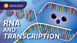 Transcription: How mRNA Helped Save Lives: Crash Course Biology #34 Instructional Video