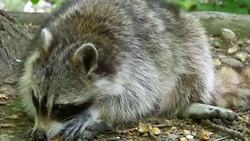 Omnivore Instructional Video