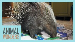 Kizmit the Porcupine Paints Instructional Video