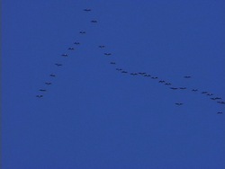 Migración y hibernación: introducción Instructional Video