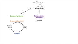 Vitamin C: Why we need it, dietary sources, and how we absorb and metabolize it Instructional Video