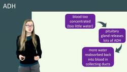 Understanding ADH and the Control of Water Balance in the Body Instructional Video