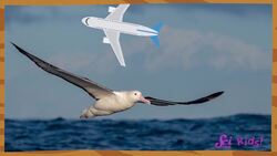 How Animals Fly! | The Science of Flight | SciShow Kids Instructional Video