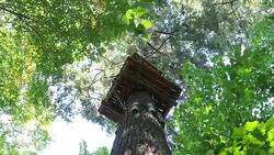 Zip line and rope games Adventure in Forest Stock Footage