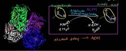 Aldehyde Dehydrogenase: Physiology. Biochemistry, and Mechanism Instructional Video