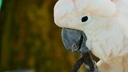 Salmon sulphur-crested cockatoo (Cacatua moluccensis), also known as the Moluccan or umbrella cockatoo. Portrait of white parrot, exotic endemic bird to tropical rainforest on islands of Indonesia Stock Footage