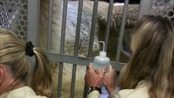 How Vets Get a 650-Pound Polar Bear to Cooperate With Regular Ultrasounds Instructional Video