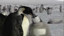 Antarctic sea ice loss causes unprecedented emperor penguin breeding failure. News Clip