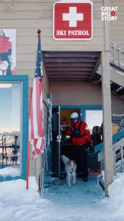 Meet Tali, a heroic avalanche rescue dog at Breckenridge Instructional Video