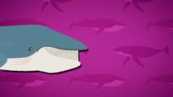 I WONDER - What Do Whales Eat? Instructional Video