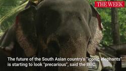What Are The Reasons For Human-Elephant Conflict In Sri Lanka? Instructional Video