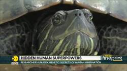 Scientists find hibernation gene in human DNA News Clip
