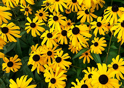 Condensation reaction Instructional Video