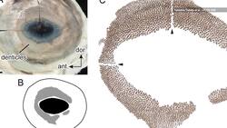 Teeth on Eyeballs? This Is One of the Most Unique Sharks in the World Instructional Video