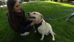 Paws & Pals: These 5 dogs are available for adoption with Paws of War News Clip