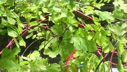 Selfie-taking plant documents own growth News Clip