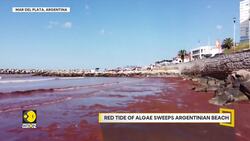 Red tide algae covers Argentina's beaches, experts weigh in News Clip