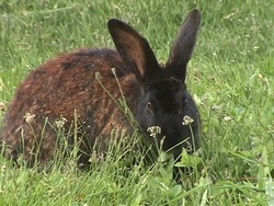 Los fundamentos de la ecología: cadena alimenticia y redes de alimentación Instructional Video