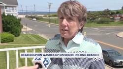 Advocates express concern as badly decomposed dolphin washes up in Long Branch News Clip