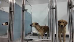 Wiggles Pet Resort brings luxury pet care to Middlebury News Clip