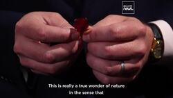 The world's biggest ruby gemstone fetches a record $34.8 million at NY auction News Clip