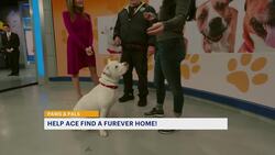 Paws and Pals: Ace is looking for his 'furever' home News Clip