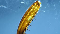 Legs of an Insect Stock Footage