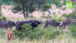 Shocking Moment Buffalo Herd Mourn Dead Matriarch Instructional Video