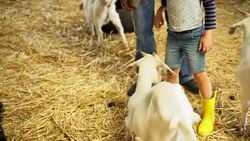 Family visited an organic farm Stock Footage