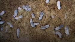 UK’s first human case of swine flu strain H1N2 detected News Clip