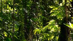 Wild, vivid vegetation of deep misty tropical forest. Jungle landscape. Interior of exotic asia woods. Mossy lianas dangling from the rainforest canopy. Green natural background of subtropical forest. Stock Footage