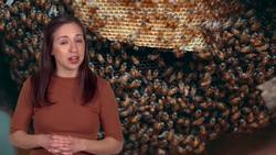 Science Kids: Honey Bees Instructional Video