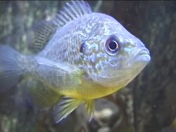 Features of Fish: Bony Fishes Instructional Video
