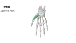Flexor pollicis brevis muscle Instructional Video