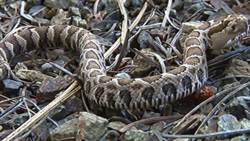 Animal Behavior Instructional Video