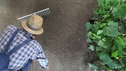 man farmer working with rake in vegetable garden, raking the soil near a cucumber plant, top view and copy space template Stock Footage