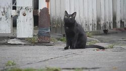 4K close up Young Thailand tabby cat on the street . Cute small black kitten looking for something to hunt. Concept: Nature, Animal, life. Stock Footage
