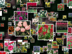 Kingdom Plantae- Angiosperms Instructional Video