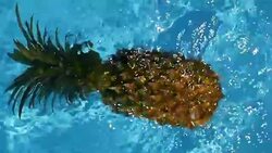Pineapple Floating In blue Water In Swimming Pool. Healthy Raw Organic Food. Juicy Fruit. Vegetarian, Vegan Nutrition, Vitamins, Diet, summer holidays, vacation concepts. Exotic tropical background Stock Footage