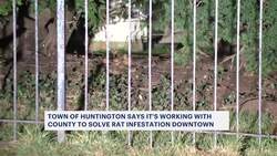 Work enters 2nd week to identify and exterminate rat infestation in downtown Huntington News Clip
